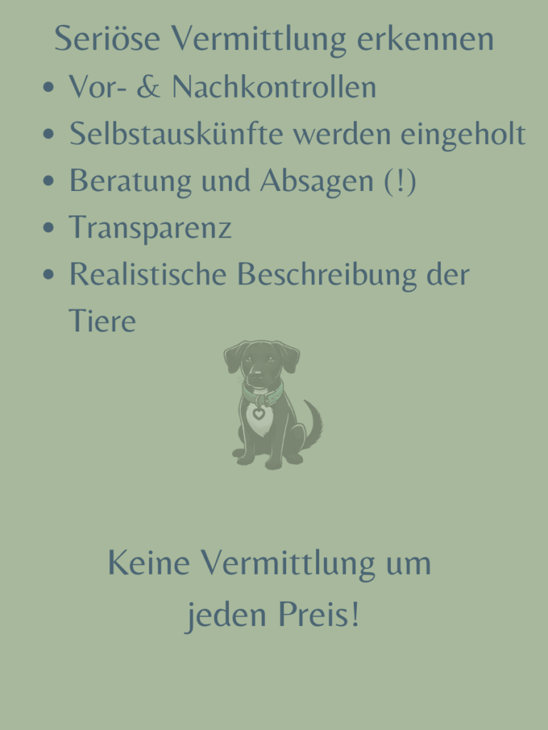So erkennst du eine seriöse Vermittlung bei Tierschutzorganisationen