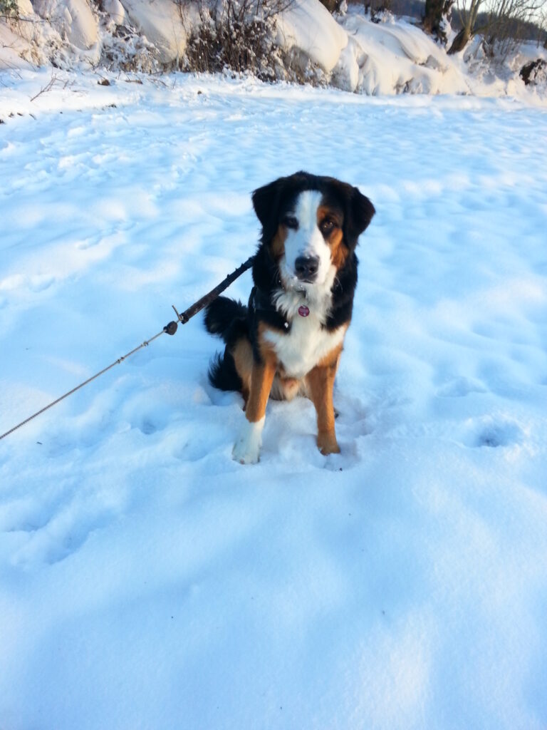 Foto von einem Berner Sennehund