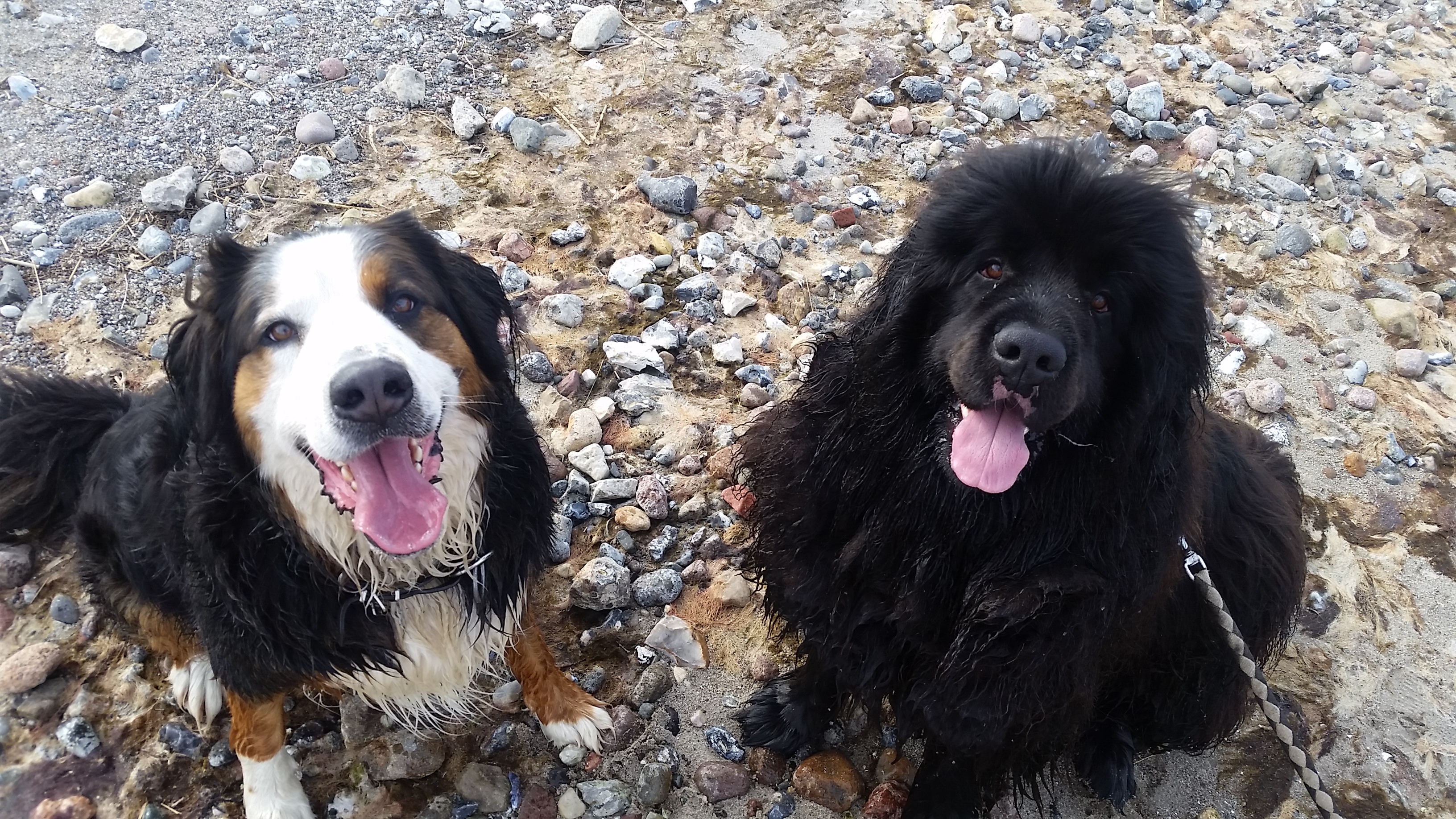 Foto von Neufundländer und Berner Sennenhund