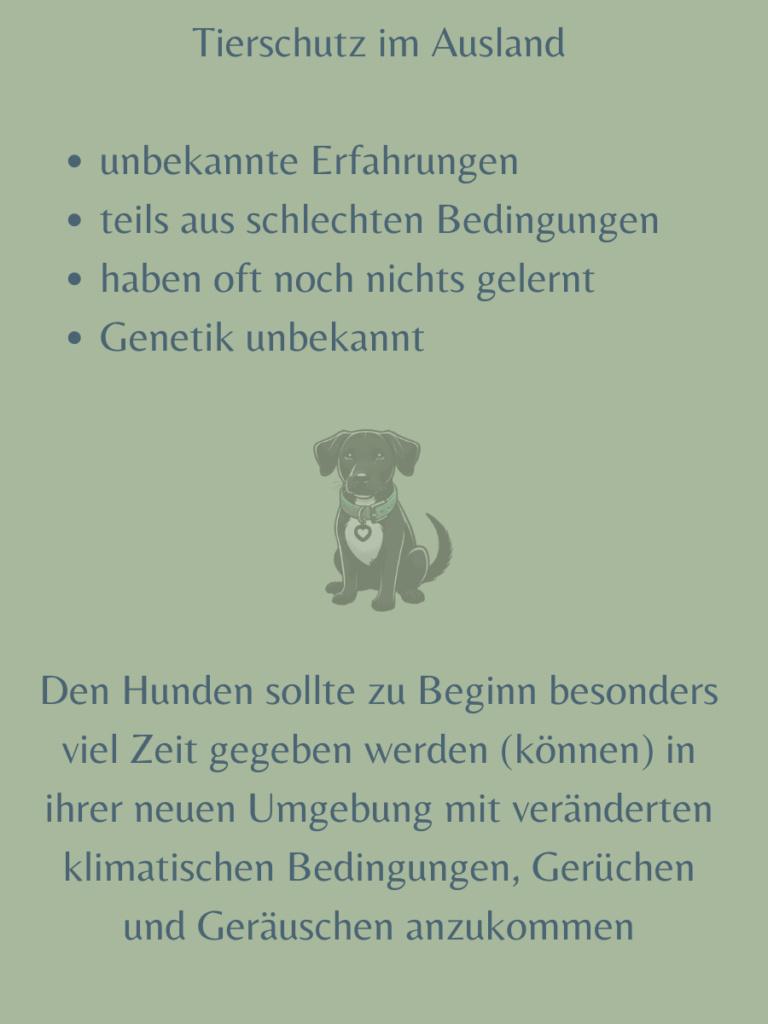 Tierschutz im Ausland