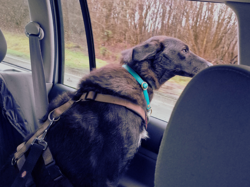Foto von einem schwarzen Hund (Alwin) im Auto. er hält seinen Kopf aus dem geöffneten Fenster. Das Auto fährt. Der Hund ist dabei angeschnallt und trägt ein Geschirr.
