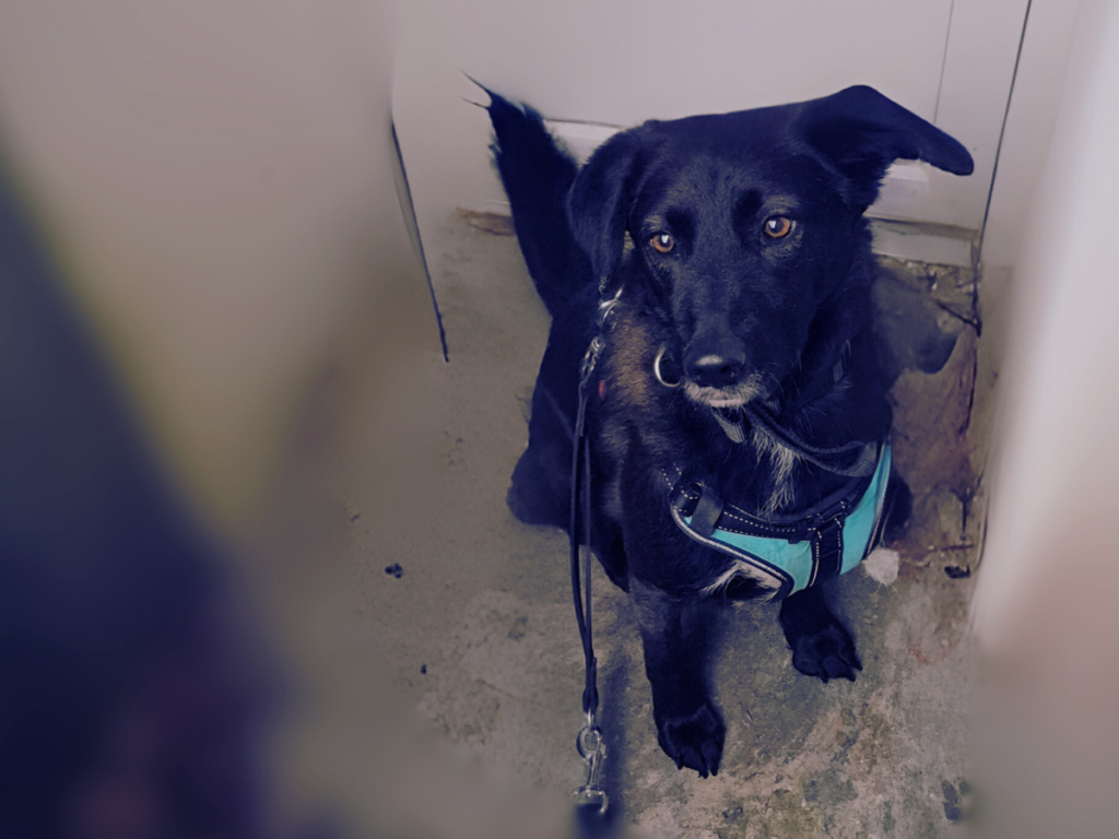 Foto von einem schwarzen Hund (Alwin), der in einem Kellerloch sitzt und aufgeregt schaut.