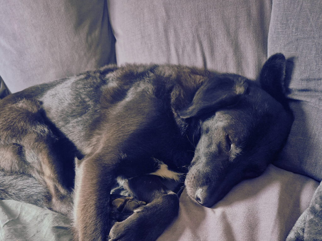 Foto von einem schlafenden schwarzen Hund auf dem Sofa, der sich gemütlich zusammengerollt hat.