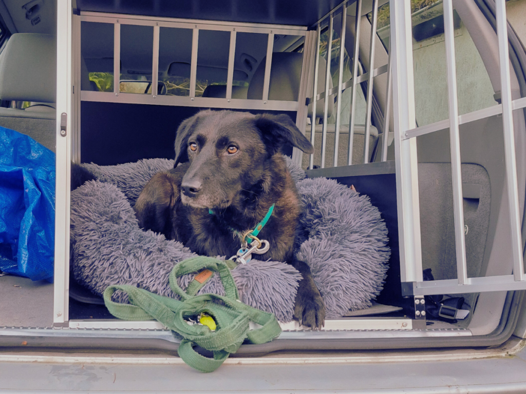 Foto von einem schwarzen Hund (Alwin) im Auto in einer Transportbox. Die Box ist geöffnet und der Hund liegt entspannt dort.