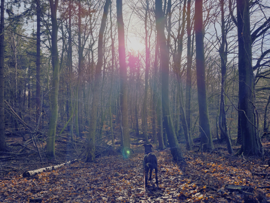 Foto von einem schwarzen Hund (Alwin) im Wald.