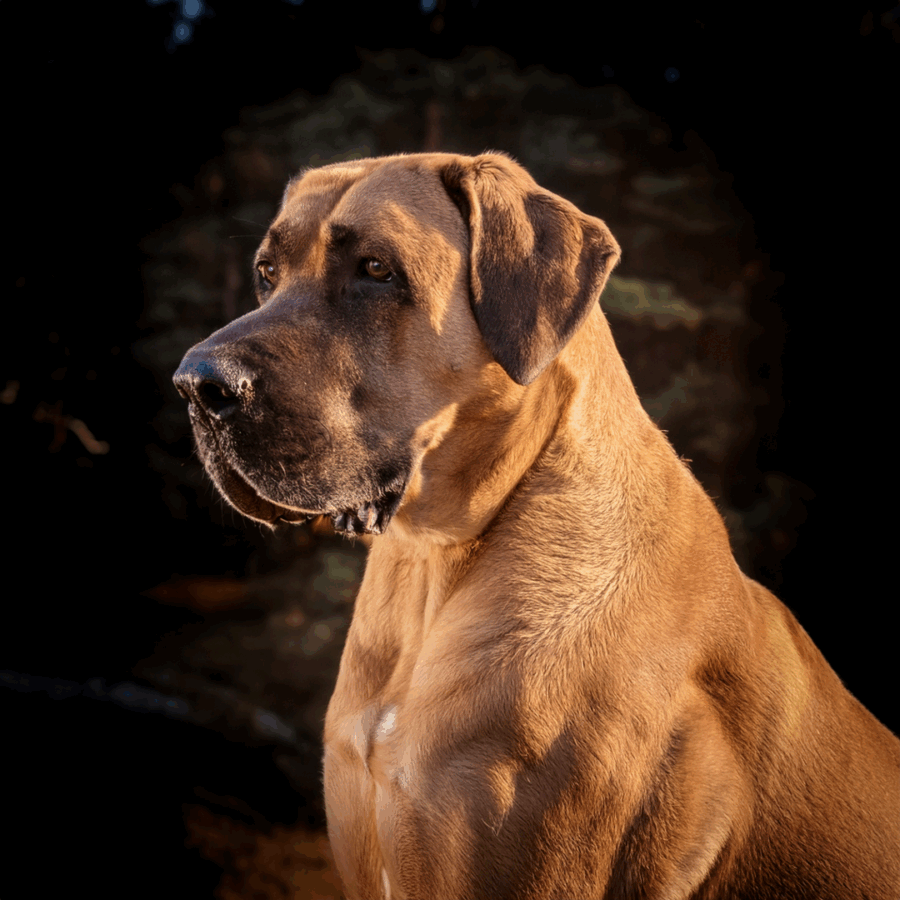 Das Bild dient zur Verdeutlichung der Inhalte und zeigt Beispielhaft einen Herdenschutzhund.