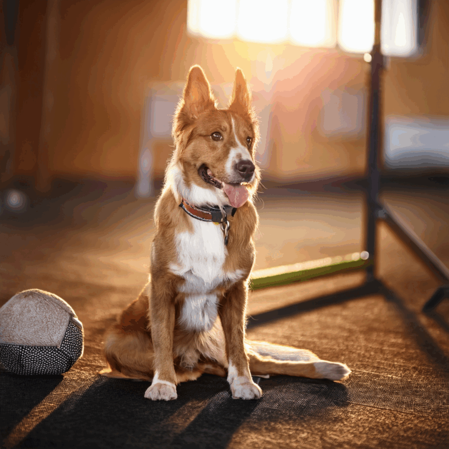 Ein Hund sitzt vor Trainingsgeräten im Welpensitz.
