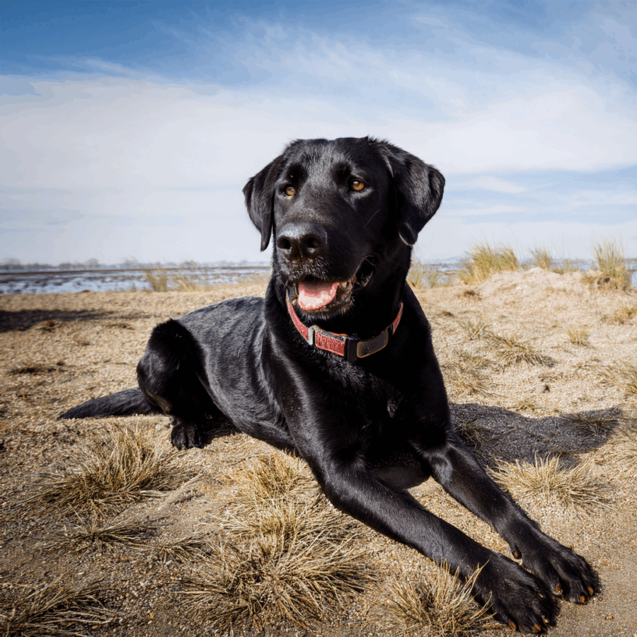 Das Bild dient zur Verdeutlichung der Inhalte und zeigt Beispielhaft einen Apportierhund.