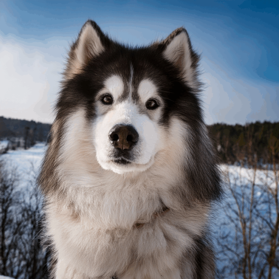 Das Bild dient zur Verdeutlichung der Inhalte und zeigt Beispielhaft einen Schlittenhund.