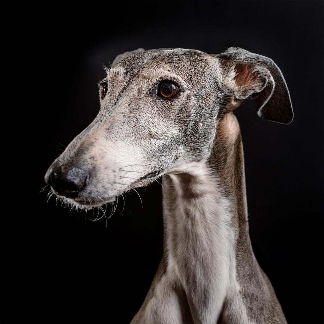 Das Bild dient zur Verdeutlichung der Inhalte und zeigt Beispielhaft einen Windhund.