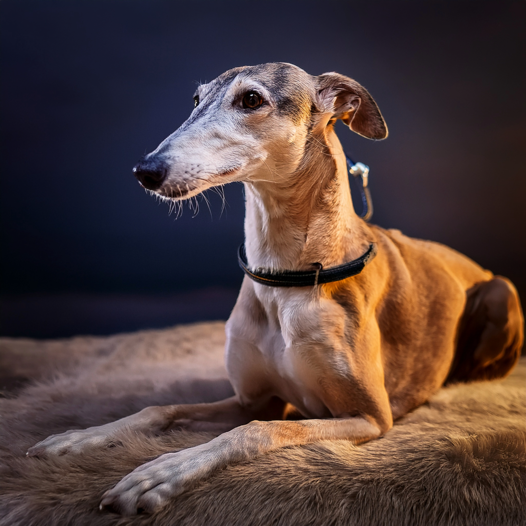 Das Bild dient zur Verdeutlichung der Inhalte und zeigt Beispielhaft einen Windhund.